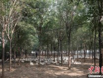 “闲地”变“宝地” 河北任泽区发展林下经济超5300亩