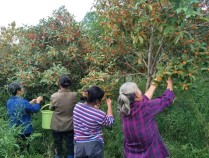 这种花的价值很高，目前100元/斤，刚开花就被抢着采摘，食药两用